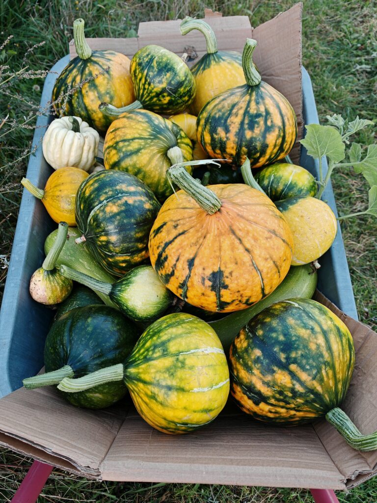 Selbstversorgung Kürbisse Ernte Halloweenkürbisse Hokkaido