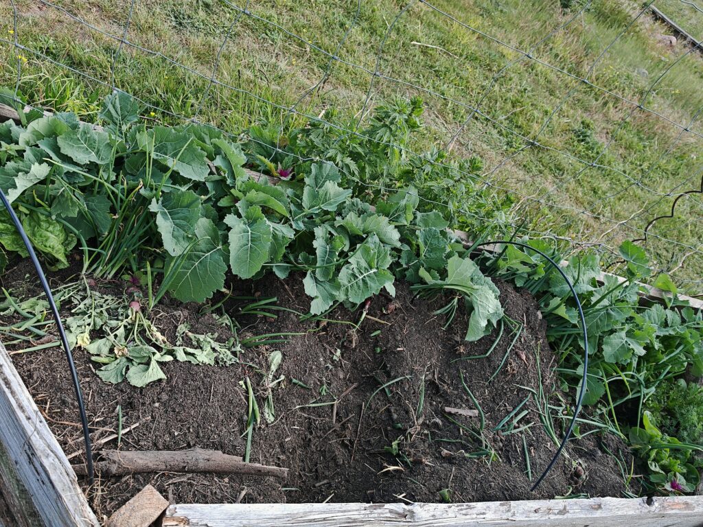 Selbstversorgung Gemüsegarten Schädling Hochbeet