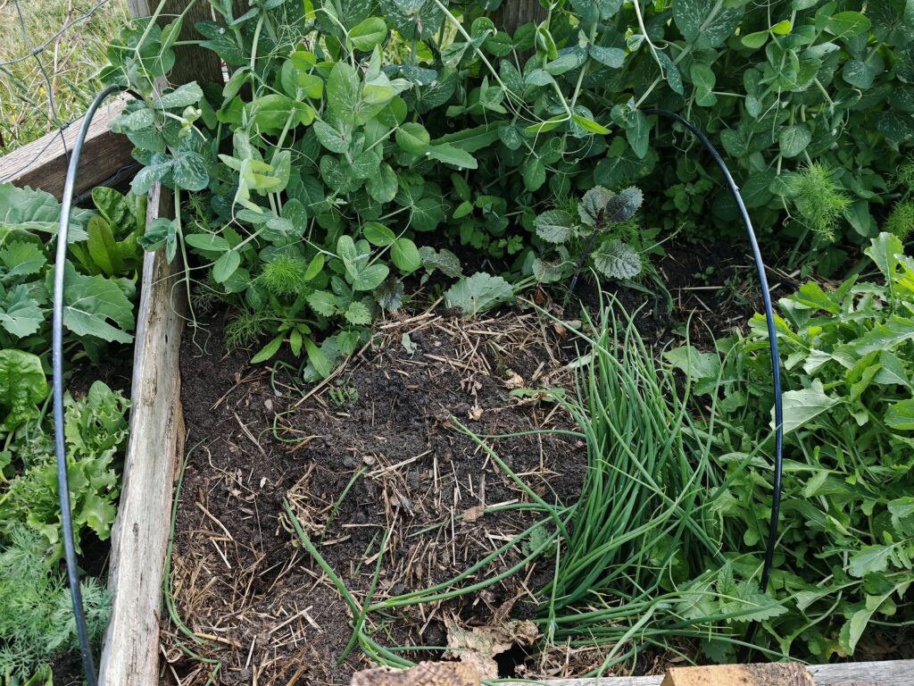 Selbstversorgung Gemüsegarten Schädling Hochbeet