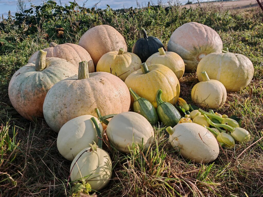 Selbstversorgung Kürbisse Ernte Halloweenkürbisse