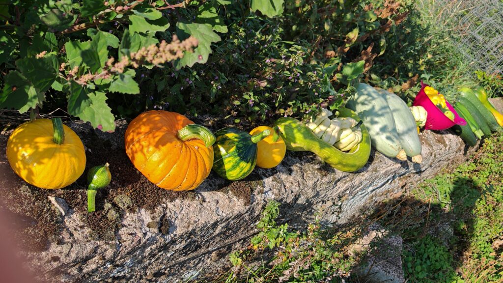 Selbstversorgung Herbst Ernte Kürbis Vorrat