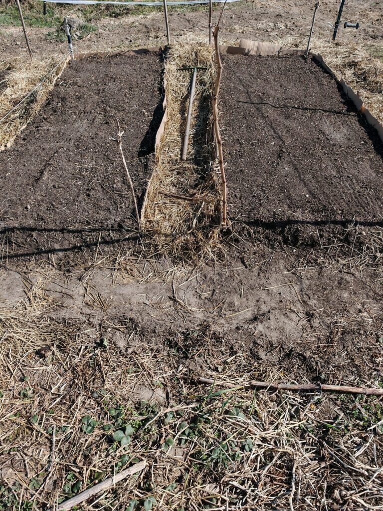Kompostbeete Frühling Pflanzen Säen Garten Selbstversorgung