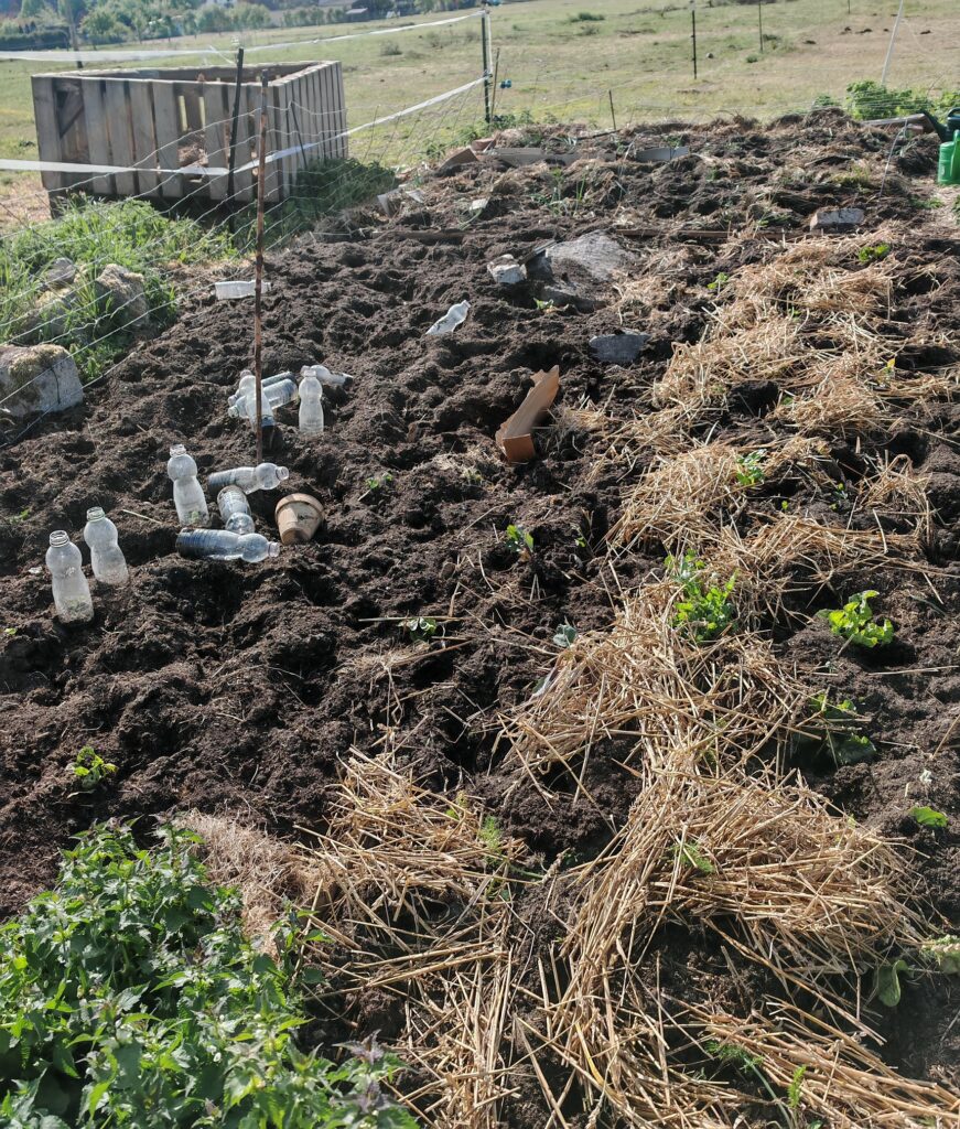 Selbstversorgung Gemüsegarten
