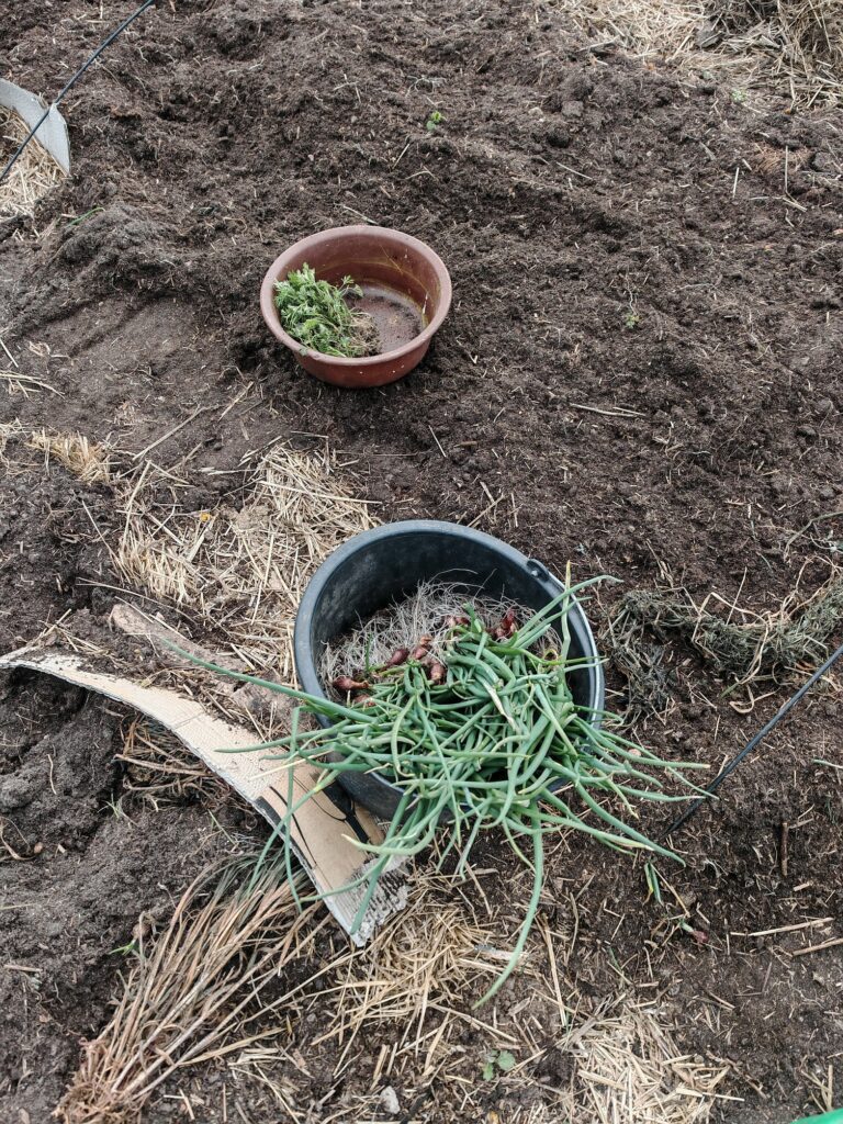 Selbstversorgung Gemüsegarten Zwiebeln Möhren Karotten