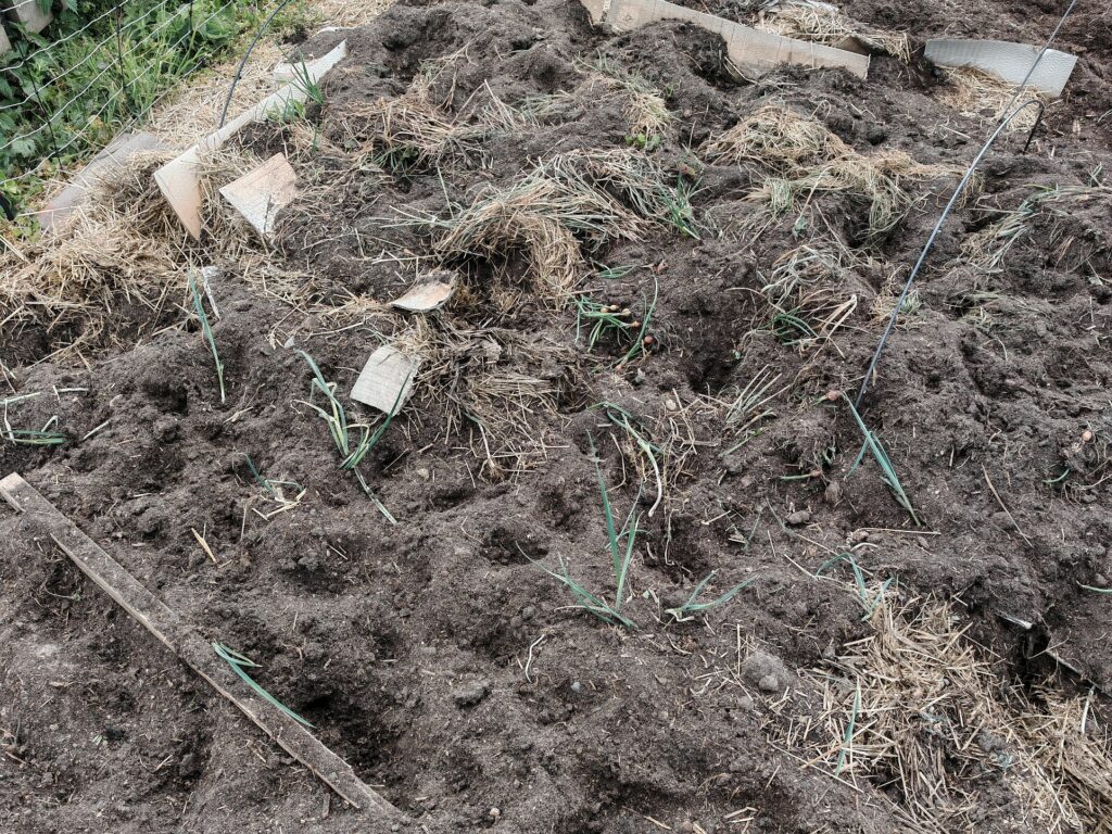 Selbstversorgung Gemüsegarten Zwiebeln Karotten Möhren